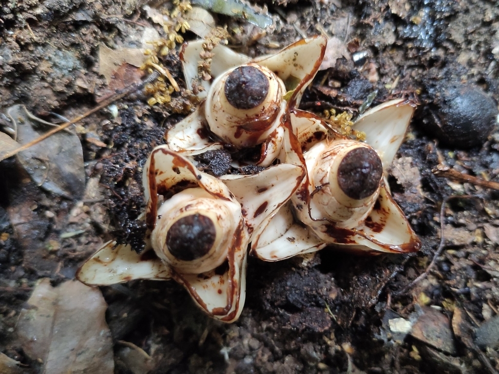 Mitrastemon matudae