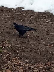 Corvus frugilegus
