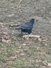 Corvus frugilegus