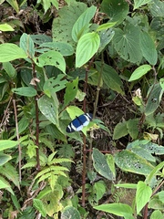 Heliconius eleuchia eleuchia