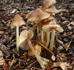 Entoloma cetratum