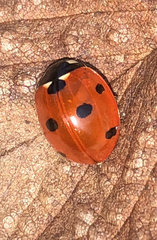 Coccinella septempunctata