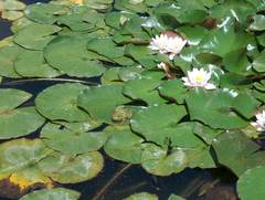 Lithobates chiricahuensis