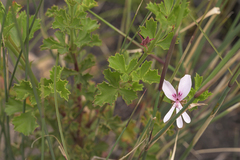 Pelargonium ternatum