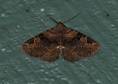 Metalectra quadrisignata