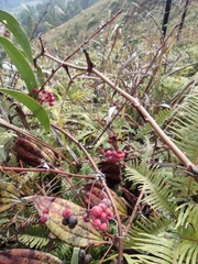 Smilax glabra