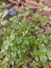 Cardamine graeca