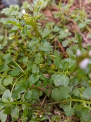 Cardamine graeca