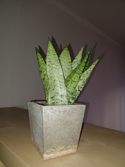 Sansevieria zeylanica