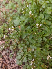 Cardamine graeca