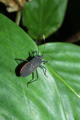 Leptoscelis flaviventris