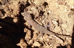 Phyllodactylus unctus