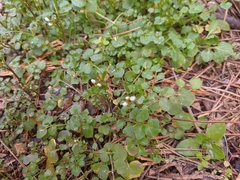 Cardamine graeca