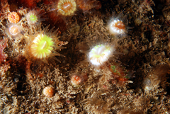 Caryophyllia smithii