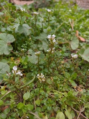 Cardamine graeca