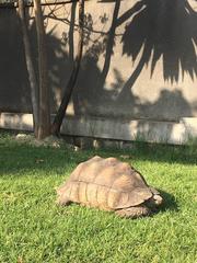 Stigmochelys pardalis