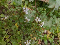 Cardamine graeca