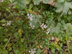 Cardamine graeca