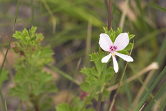 Pelargonium ternatum
