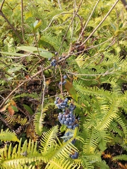 Smilax glabra