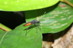 Leptoscelis flaviventris