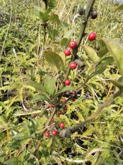 Ilex pubescens