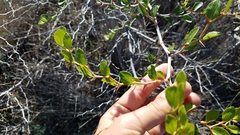 Ziziphus lotus