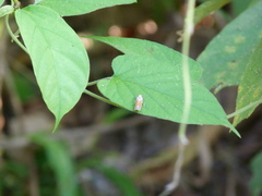 Bothrogonia ferruginea