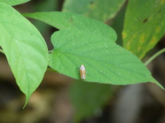 Bothrogonia ferruginea