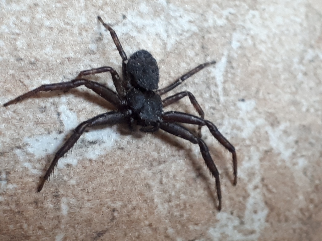 Brown-legged Crab Spider