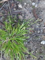 Lepidium campestre