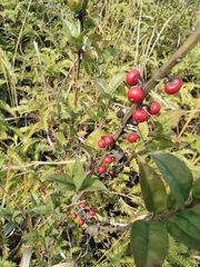 Ilex pubescens