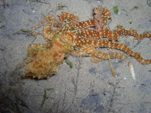 Ornate Night Octopus — seen at this dive site