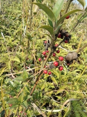 Ilex pubescens