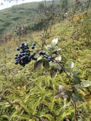 Vaccinium bracteatum