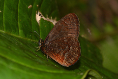 Pedaliodes montagna