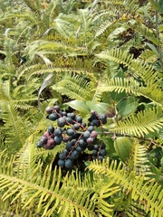 Vaccinium bracteatum