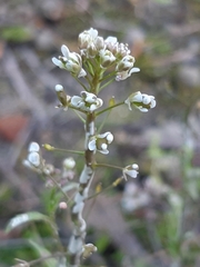 Lepidium campestre