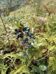Vaccinium bracteatum