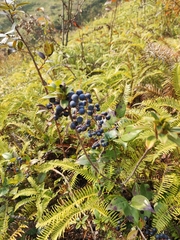 Vaccinium bracteatum