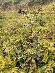 Vaccinium bracteatum