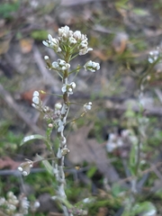 Lepidium campestre