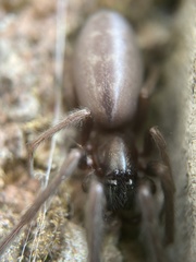 Segestria florentina