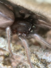 Segestria florentina