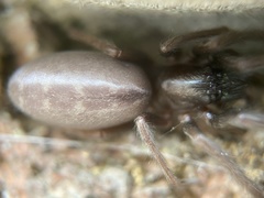 Segestria florentina