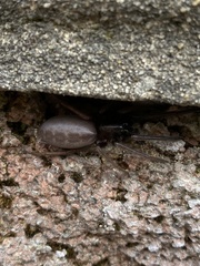 Segestria florentina