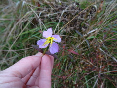 Rhexia mariana mariana