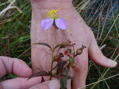 Rhexia mariana mariana