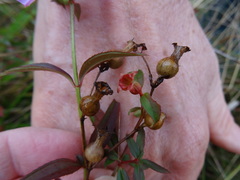 Rhexia mariana mariana