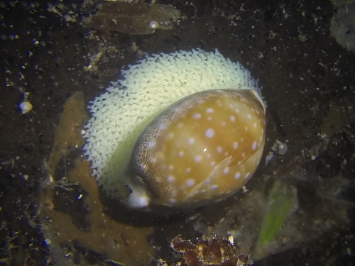 Calf Cowry